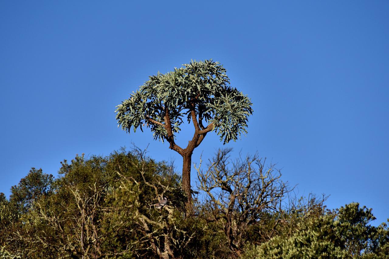 Tredenham Boutique Hotel Bloemfontein Eksteriør bilde The tree