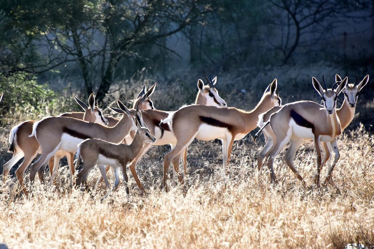 Tredenham Boutique Hotel Bloemfontein Eksteriør bilde Springbok