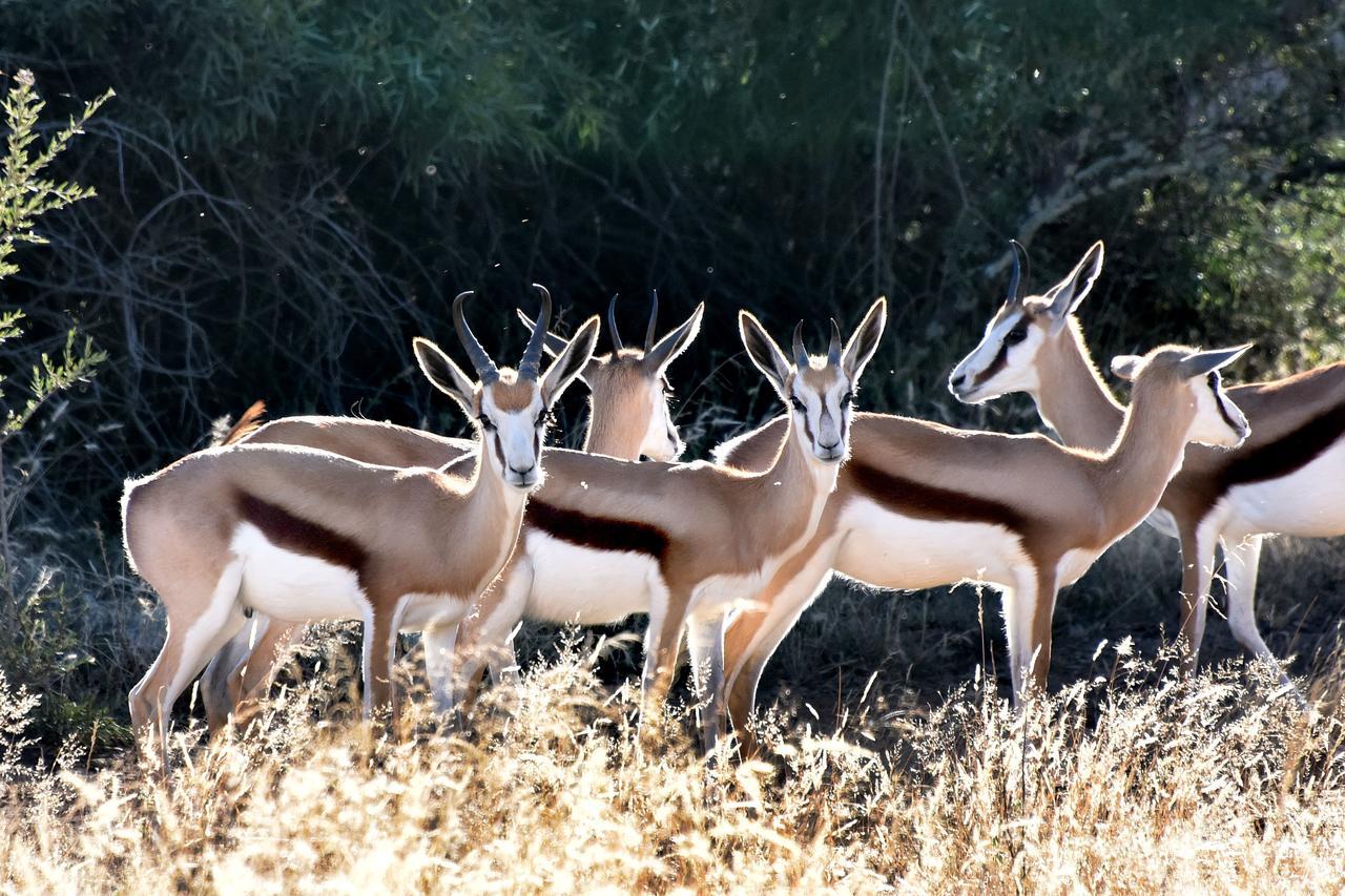 Tredenham Boutique Hotel Bloemfontein Eksteriør bilde Springbok