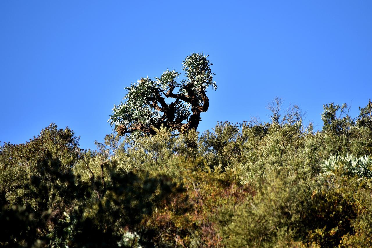 Tredenham Boutique Hotel Bloemfontein Eksteriør bilde A juniper tree in the park